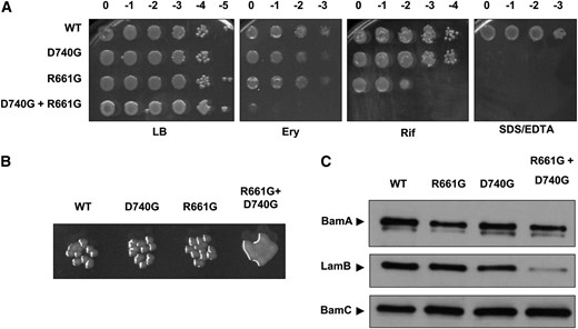 Phenotypic characterization of BamA barrel mutants. (A) Tenfold dilutions of stationary-phase cultures of the indicated mutants were spotted onto LB with or without 50 μg/ml erythromycin (Ery), 10 μg/ml rifampin (Rif), or 0.5% SDS + 1.0 mM EDTA and incubated at 37°. Column headings represent log concentrations relative to undiluted cultures. (B) Close-up of colonies from Figure 3A. Colonies formed by the indicated strains are shown following overnight growth on LB at 37°. The bamAR661G+D740G double mutant exhibits mucoidy under these conditions. (C) Levels of BamA and the major OMP LamB in exponential phase whole-cell extracts of the indicated strains were determined by SDS–PAGE and immunoblotting. The OM lipoprotein BamC, levels of which are not affected by OMP biogenesis defects, is shown as a control.