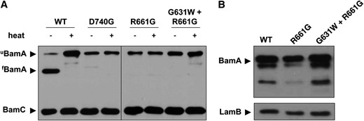 BamA folding and stability in the presence of barrel mutations and suppressors. (A) Samples of the indicated strains were lysed gently and incubated at either 100° (+) or 24° (−) for 10 min prior to SDS–PAGE. Stably folded BamA (fBamA) migrates at a lower apparent molecular weight than the denatured protein (uBamA). (B) Whole-cell extracts were prepared using stationary-phase (overnight) cultures of the indicated strains. Samples were subjected to SDS–PAGE and immunoblotting for BamA and LamB.