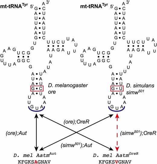 Four mitochondrial–nuclear genotypes combine two mtDNA alleles with two nuclear alleles underlying an epistatic interaction. A polymorphism in the anticodon stem of the mt-tRNATyr interacts epistatically with an amino acid polymorphism in the nuclear-encoded mt-TyrRS that aminoacylates this mitochondrial tRNA. The particular combination of the D. simulans simw501 mtDNA with the D. melanogaster OreR allele of Aatm is incompatible (dashed line). (simw501);OreR individuals have low OXPHOS activity, compromised development, and decreased fecundity, while the other three (mtDNA);Nuclear genotypes have predominantly similar and wild-type phenotypes (Meiklejohn et al. 2013).