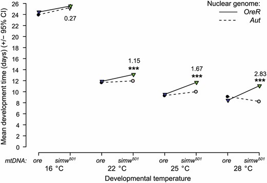 The developmental delay caused by the mitochondrial–nuclear interaction is magnified as temperature increases. The mean egg-to-adult development time for (simw501);OreR individuals is nearly 3 days longer during development at 28°, relative to that of other genotypes. This delay becomes smaller and less statistically significant when flies are reared under increasingly cooler conditions (Table S1). At 16°, there is no significant mitochondrial–nuclear interaction and the development time of (simw501);OreR individuals is nearly identical to that of (simw501);Aut individuals. Numbers represent the difference in mean development time between (simw501);OreR and (simw501);Aut individuals. ***PmtDNA×nuclear < 0.0001.