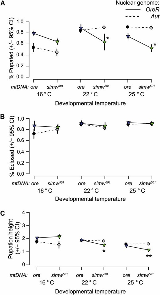 Temperature modifies the mitochondrial–nuclear interaction effect on larval, but not pupal survival. (A) There is a significant mitochondrial–nuclear–temperature interaction effect on survival from egg to pupation (% Pupated). (simw501);OreR individuals have the lowest survivorship at warmer temperatures and relatively high survivorship at 16°. The mitochondrial–nuclear interaction is significant at 22° and 25°, but not at 16° (Table S2). (B) Among larvae that do pupate, all genotypes have high survivorship during metamorphosis (% Eclosed), with >80% eclosing as adults. (C) Pupation height, a measure of larval energetic performance, is decreased in (simw501);OreR larvae reared at warmer temperatures, relative to all other genotypes. When reared at 16° there is a nearly significant mitochondrial–nuclear interaction (Table S3), but with (simw501);OreR larvae climbing as high as the highest pupating genotype. See Materials and Methods for description of y-axis. *PmtDNA×nuclear < 0.01; **PmtDNA×nuclear < 0.001.