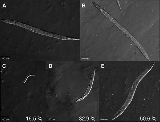 skpo-1 mutant displays multiple morphotypes. (A) Wild-type young adult representing the approximate average size and morphology of a typical C. elegans. (B) skpo-1 RNAi young adult raised on skpo-1 dsRNA-expressing E. coli HT115 from L1–L4 stages. (C–E) Young adult skpo-1 mutants ranged from very dumpy to wild type in size. The ×10 microscopy images are representative of >100 wild-type, skpo-1 RNAi, and skpo-1 worms observed, respectively.