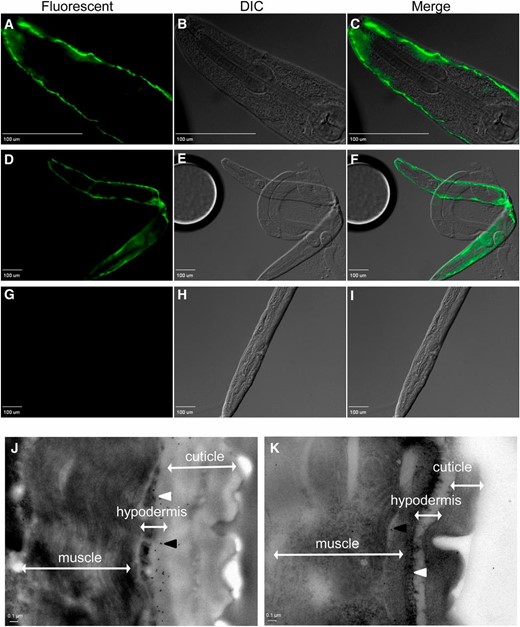 SKPO-1 localizes to the C. elegans hypodermis. (A–F and J) Wild-type and (G–I and K) skpo-1 mutant worms were immunostained with anti-SKPO-1 polyclonal antibodies and imaged using fluorescence (A–I) or transmission electron microscopy (J and K), respectively. (A–C) The ×40 magnification of a wild-type worm shows hypodermal SKPO-1 localization. (D–F) The ×10 magnification of a wild-type worm. (G–I) The ×10 magnification of a skpo-1 worm shows loss of SKPO-1 staining. (J) In wild-type worms, the black dots, indicative of immunogold labeling, are localized beneath the cuticle layer, but external to the outer hypodermal cell surface. (K) In skpo-1 mutant worms, very few black dots are observed. White arrowhead, apical hypodermal surface; black arrowhead, 10 nm gold-labeled secondary to SKPO-1). Microscopy images are representative of >100 (fluorescent) or >10 (TEM) wild-type and skpo-1 mutant worms observed.