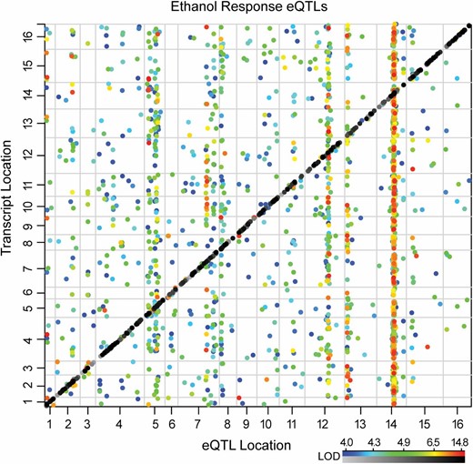 Local and distant mapping of transcripts. The genetic position of ethanol-responsive eQTL (x-axis) is plotted against the genetic position of the transcript trait (y-axis). The greyscale heat map denotes the LOD scores of local eQTL (diagonal), and the colored heat map indicates LOD scores of distant eQTL (see Materials and Methods), where the color is proportionate to LOD score as shown in the key.