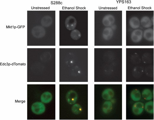 Mkt1p-GFP from S288c, but not YPS163, localizes to P bodies in response to ethanol stress. Localization of Mkt1p-GFP and Edc3p-dTomato was observed via fluorescence microscopy before and after 30-min treatment with 5% ethanol.