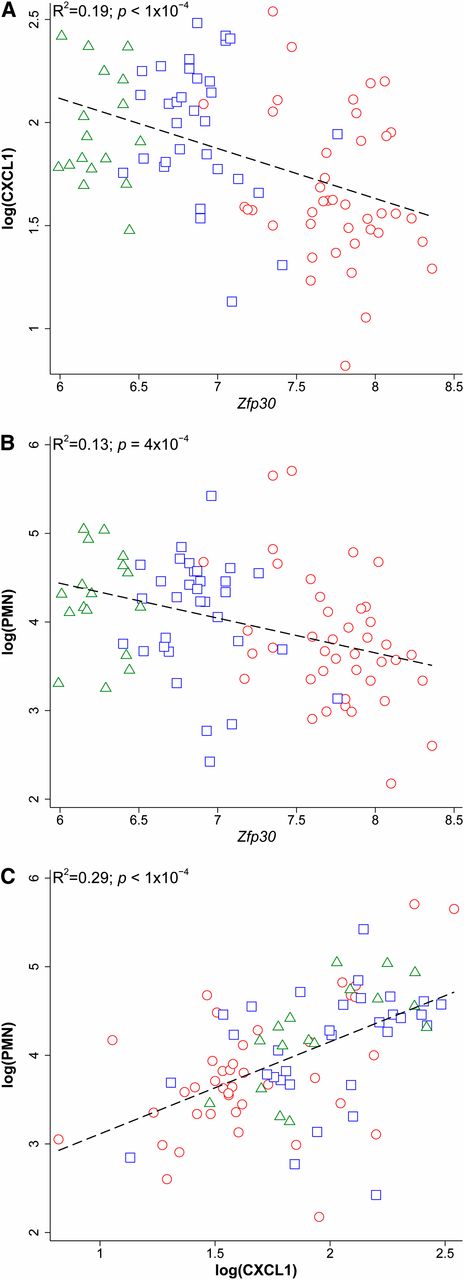 Pairwise correlations of Zfp30 gene expression, CXCL1, and PMN as a function of Chr 7 locus CC founder genotype. Correlations between traits among homozygous preCC mice are shown, and mice are coded according to eQTL allele effect groups. Red circles represent group 3 homozygotes, blue squares represent group 2 homozygotes, and green triangles represent group 1 homozygotes. (A) CXCL1 vs. Zfp30 gene expression. (B) PMN vs. Zfp30 gene expression. (C) PMN vs. CXCL1. Dashed lines represent linear fit.