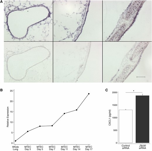 Zfp30 expression in mouse airways and its effect on CXCL1. (A) In situ hybridization using a Zfp30 RNA probe in the lung and trachea of a C57BL/6J mouse. Representative images are shown. Top: sections probed with anti-sense probe. Bottom: sections probed with the sense (control) probe. Left, medium airway; middle, large airway; right, trachea. Scale bar, 100 μm. (B) Time course of Zfp30 gene expression in mouse tracheal epithelial cells (MTEC) grown in culture shows a correlation between MTEC differentiation and Zfp30 expression. Cells are subjected to air–liquid interface on day 14. (C) siRNA-based knockdown of Zfp30 enhances CXCL1 secretion in response to LPS treatment. MLE12 cells were stimulated with 100 ng/ml LPS after transfection with a control siRNA or siRNA designed for Zfp30. (*) P < 0.05. Data are representative of three experiments with similar results.
