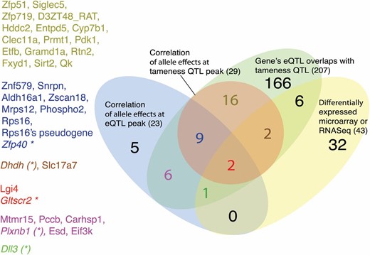 Genes that show evidence for influencing tameness and aggression. Shown are the number and names of genes that meet at least one of five criteria for involvement in tameness: (i) positional overlap between eQTL and tameness QTL (green oval); significant allele effect correlations with tameness QTL at either (ii) eQTL peaks (blue oval) or (iii) tameness QTL peaks (red circle); (iv) differential expression in RNA-seq frontal cortex or in whole brain microarray between the tame and aggressive populations (yellow oval); (v) significant correlation with tameness in F2 animals [gene names in italics, * indicates significance across all genes, and (*) indicates significance only for genes whose eQTL overlap tameness QTL]. The numbers in parentheses indicate the number of genes that fulfilled the respective criterion. Gene names given on the left are color coded corresponding to those in the figure and are based on the criteria the given gene matches. Note that the overlap between the two scans for allele effect correlations is based on strict significance criteria in both scans (Materials and  Methods), resulting in a conservative estimate of the intersection.