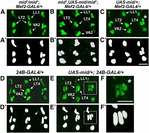 Panmesodermal expression of Mid rescues Kr-expressing cells in mid mutants and generates extra Kr-expressing cells. Lateral views of stage 14 embryos immunostained for Kr. (A) mid1/mid1; Mef2-GAL4/+, (B) mid1, UAS-mid/mid1; Mef2-GAL4/+, (C) UAS-mid/+; Mef2-GAL4/+, (D) 24B-GAL4/+, and (E) UAS-mid/+; 24B-GAL4/+. (A′–F′) Digital 2D snapshots of Kr-expressing cells that were isosurfaced from confocal Z-series in 3D using Imaris (Bitplan). (A) Kr-expressing cells in the position of LT4 were absent in mid mutants, suggesting that mid is critical for specification and/or Kr expression in the FC for LT4. (B) The presence of Kr-expressing cells in the LT position of mid mutant embryos upon panmesodermal expression of mid suggests that mid expression is sufficient for the LT4 FC. (F and F′) Enlarged view from E and E′. (C, E, and F) Additional Kr-expressing cells were visible in the LT position upon misexpression of mid in wild-type embryos (asterisks). Bar, 10 µm.