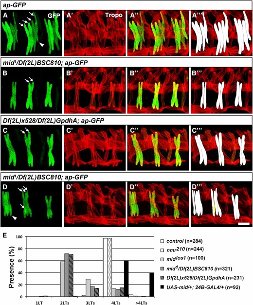 Loss of muscles LT3 and LT4 in mid and mid, H15 mutant embryos. (A–D) Lateral views of stage 16 embryos immunostained for tropomyosin (Tropo) and for GFP driven by the ap-GFP transgene. (A–A′′′) ap-GFP control. (B–B′′′ and D–D′′′) Embryos trans-heterozygous for mid1/Df(2L)BSC810; ap-GFP. (C–C′′′) Embryos trans-heterozygous for Df(2L)x528/Df(2L)GpdhA; ap-GFP that lack mid and H15. (A′′′–D′′′) Digital 2D snapshot of GFP-expressing LTs that were isosurfaced in 3D from confocal Z-series in Imaris (Bitplan). (D′′′) Note small extra syncytia (yellow) in some segments of mid mutant embryos. Arrows indicate LTs and the arrowhead in D refers to the altered ventral limit of LT4. Bar, 15 µm. (E) Quantitation of phenotypes produced by loss of H15 alone, mid alone, mid and H15, or panmesodermal expression of Mid. n = abdominal hemisegments.
