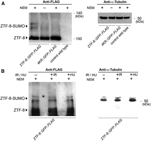 Detection of SUMOylation of ZTF-8 in vivo. (A) Lysates from transgenic worms expressing endogenous FLAG-tagged ZTF-8 (rj22), either treated or not with NEM to prevent de-SUMOylation (lanes 1 and 2, respectively), from NEM-treated K4Rs mutants (rj23, lane3), and from nontransgenic wild-type worms (lane 4, negative control) were examined on Westerns immunoblotted with an anti-FLAG antibody. An anti-α-tubulin antibody was used for a loading control (right). (B) Lysates from transgenic worms expressing FLAG-tagged ZTF-8 either untreated (−IR and −HU), after 30 min of exposure to γ-IR (50 Gy) or treated with 10 mM HU, all in the presence of NEM. The same lysates were also subjected to immunoblotting with an anti-α-tubulin antibody (right).