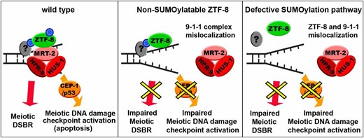 Model for how SUMOylation of ZTF-8 regulates its germline functions. In wild-type animals, we propose that SUMOylation (blue circle) of ZTF-8 is required for meiotic DSBR as well as for the proper localization of the 9-1-1 complex, which results in DNA damage checkpoint activation (left). An interaction with a yet unknown SUMOylated protein(s) (gray oval with blue circle), perhaps via a SIM (SUMO interaction motif) at ZTF-8, could explain how the non-SUMOylatable ZTF-8 is still localized properly; however, it does lead to inefficient DSBR and DDR activation due to lack of interactions between ZTF-8 and the 9-1-1 complex (middle). A defective SUMOylation pathway may hinder the proper localization of ZTF-8 due to the absence of SUMOylation in another protein (gray oval), and this leads to impaired DSBR and DDR (right).