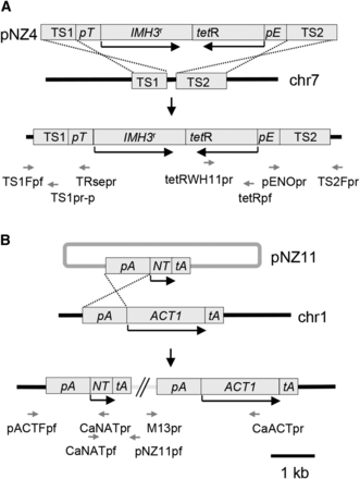 Resistance cassettes used to mark parental strains by integration following transformation. (A) The pNZ4 cassette contains: two noncoding sequences, TS1 and TS2, from the region of chr 7 to which integration of the cassette is targeted; the MPA resistance-conferring IMH3 allele (IMH3r) under the control of a tetracycline-responsive promoter (pT); and the gene encoding the tetracycline transactivator (tetR) under control of the ENO1 promoter (pE). In the absence of tetracycline, the tetracycline activator induces the tetracycline-responsive promoter controlling IMH3r expression thus conferring resistance to MPA. Integration occurs by a double crossover in TS1 and TS2. (B) Plasmid pNZ11 contains, in a pBlueScript KS(+) backbone (the latter not drawn to scale): the CaNAT ORF (NT) under control of the ACT1 promoter (pA), followed by the ACT1 terminator region (tA). It integrates by a single crossover in the ACT1 promoter region on chr 1. Black arrows indicate ORFs, and grey arrows indicate the position of primers.