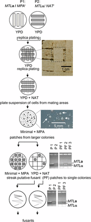 Overview of mating procedure and selection of fusants from two parent strains P1 and P2. Photographs are included to illustrate key steps, namely the area of mating on YPD plates, marked by a dashed rectangle, examples of large colonies, marked with arrows, on minimal medium plus MPA and gel images of MTL allele-based PCR products of parents and three putative fusants, PF1, PF2, and PF3. PF2 is an example of a putative fusant, which was not confirmed as a fusant by PCR (false positive).