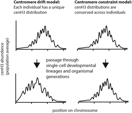 Conceptual models for stability of centromeres. In the centromere drift model, centromere diversity can arise because of accumulated small changes in cenH3 recruitment or maintenance and independently of changes in centromere DNA. In the centromere constraint model, centromere diversity would arise because of changes in the constraining factors, e.g., structural changes in centromere DNA or disruption of cenH3 recruitment/maintenance conditions.