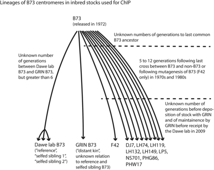 Lineages of B73 centromeres in inbred stocks used for ChIP. Assuming averages of three generations to last common B73 ancestor, nine generations in development of the inbred stocks, and a further three generations of maintenance in the subsequent three decades allows us to conservatively estimate that 15 generations separate each inbred stock. Further details on the development of the inbred stocks can be found in their Plant Variety Protection Certificates available through the GRIN web site (http://www.ars-grin.gov.)