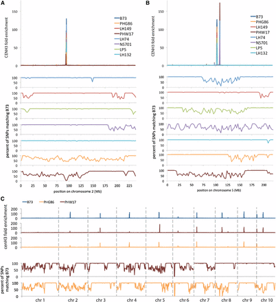 Differences in apparent centromere location correlate with genetic change. (A) Chromosome 2 CENH3 enrichment and SNP frequency in B73 and seven partial-B73 inbred stocks. “CENH3 fold enrichment” is the normalized ratio of CENH3 ChIP reads to total nucleosome control reads per 200-kb locus across the genome. Only uniquely-mapping reads were included in this analysis. Three of the inbreds that had only B73-like centromeres are omitted from this plot because of graphical limitations, but they are included in Figure 4. The B73 used for this analysis is the Dawe lab “reference” (see Figure 2). (B) Chromosome 5 CENH3 enrichment and SNP frequency in B73 and seven partial-B73 inbred stocks, as in A. (C) CENH3 enrichment and SNP frequency for all chromosomes, as in A.