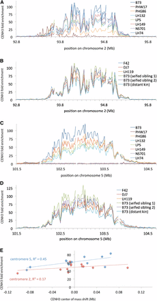 Centromere location and shape are maintained across lineages. (A) High-resolution view of centromere 2 CENH3 enrichment in B73 and seven partial-B73 inbred stocks. “CENH3 fold enrichment” is the normalized ratio of CENH3 ChIP reads to total nucleosome control reads per 20-kb locus across the genome. Only uniquely mapping reads were included in this analysis. Gaps in the plot are due to exclusion of loci with <50 control reads from the analysis. The B73 used for this analysis is the Dawe lab “reference” (see Figure 2). (B) High-resolution view of centromere 2 CENH3 enrichment in purebred B73 stocks, as in A. (C) High-resolution view of centromere 5 CENH3 enrichment in B73 and seven partial-B73 inbred stocks, as in A. (D) High-resolution view of centromere 5 CENH3 enrichment in purebred B73 stocks, as in A. (E) Apparent shift in CENH3 center of mass is related to ChIP efficiency. The center of mass shifts in Table 2 were plotted against CENH3 ChIP enrichment, and linear regression lines were plotted for centromere 2 and 5 separately.