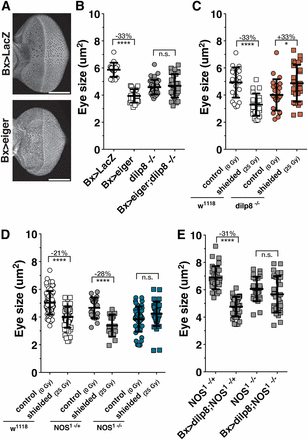 NOS is required for imaginal disc growth coordination during the regeneration checkpoint. (A) Growth reduction of undamaged eye imaginal discs in larvae with targeted tissue damage in the wings (Bx > eiger) and control larvae (Bx > GFP). Eyes were isolated at 104 hr AED and stained with rhodamine-labeled phalloidin. Bar, 100 μm. (B) Dilp8 is required for coordinating imaginal tissue growth during targeted wing damage. Eye imaginal disc size measured at 104 hr AED following targeted wing expression of eiger (Bx > eiger) or control (Bx > LacZ) in larvae wild type for dilp8 or homozygous dilp8−/−. (C) Dilp8 is required for coordinating imaginal tissue growth during irradiation damage. Measurement of undamaged eye imaginal disc size following targeted irradiation (shielded, 25 Gy) compared to unirradiated control (0 Gy) in wild type (w1118) and homozygous dilp8−/− larvae. Posterior tissues were exposed to 25 Gy ionizing irradiation at 80 hr AED while anterior tissues were shielded using lead tape (see Materials and Methods and Figure S1B for more detail). Eye imaginal disc size measured at 104 hr AED. (D) NOS is required for coordinating imaginal tissue growth during the regeneration checkpoint. Coordination of growth during targeted irradiation is lost in larvae mutant for NOS. Measurement of undamaged eye imaginal disc size following targeted irradiation compared to unirradiated control in wild type (w1118) and larva heterozygous or homozygous for NOS mutant (NOS1). Posterior tissues were exposed to irradiation at 80 hr AED, and eye imaginal disc size was measured at 104 hr AED. (E) Dilp8 growth restriction requires NOS. Eye imaginal disc growth restriction during dilp8 overexpression in the wing (Bx > dilp8) is lost in larvae mutant for NOS (NOS1 −/−). Larvae were raised at 29°, and eye imaginal disc size was measured at 100 hr AED. Statistical analysis: mean ± SD. *P < 0.05, ****P < 0.001 calculated by two-tailed Student’s t-test.