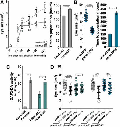 NOS is required in the PG to coordinate imaginal tissue growth during the regeneration checkpoint. (A) A systemic pulse of NOS expression early during the larval feeding period restricts imaginal disc growth throughout the rest of larval development. NOS was systemically expressed by heat shock (∆) at 76 hr AED, and eye imaginal disc size was measured in populations of larva at subsequent time points. NOS overexpression at 76 hr AED extends larval development. Measurement of pupariation timing (marked by eversion of anterior spiracles) following systemic expression of NOS (hs > NOS) is depicted on the right. (B) NOS overexpression in the PG (phm > NOS) restricts imaginal disc growth and extends larval development. phm > GFP- and phm > NOS-expressing larvae were raised at 21° (see Figure S2D). (C) Both targeted tissue damage (Bx > eiger) and systemic dilp8 expression (Tub > dilp8) increase NO production in the PG. Measurement of NO production by the fluorescent reporter DAF2-DA. Brain complexes with the PG attached were isolated and stained with DAPI and DAF2-DA at 93 hr AED. n for Bx > LacZ = 36, Bx > eiger = 23, Tub > LacZ = 20, and Tub > dilp8 = 23. (D) NOS is required in the PG for regeneration checkpoint growth coordination. Measurement of undamaged eye imaginal disc size following shielded irradiation (25 Gy) compared to unirradiated control (0 Gy) in control (phm > LacZ) or NOS-targeted RNAi expressed in the PG (phm > NOSIR-X or phm > NOSRi BL28792). Posterior tissues were exposed to 25 Gy ionizing irradiation at 80 hr AED and anterior tissues, including the eye discs, were shielded using lead tape. Eye imaginal disc size was measured at 104 hr AED. Statistical analysis: (A) Differing letters denote statistical significance calculated by one-way ANOVA with Tukey’s post-test. (B) Mean ± SD. Time in A and B is the mean of triplicate experiments ± SEM. (C) Mean of triplicate experiments. (D) Mean ± SD. *P < 0.05, **P < 0.01, ***P < 0.005, and ****P < 0.001 calculated by two-tailed Student’s t-test.
