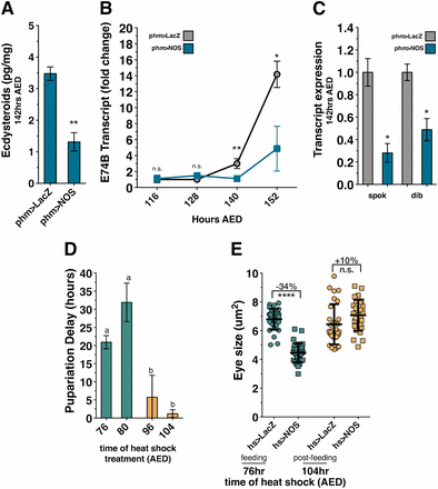 NOS overexpression during larval feeding inhibits ecdysone biosynthesis. (A) NOS activity in the PG reduces ecdysteroid production. The presence of ecdysteroids is reduced in larvae with NOS overexpression in the PG (phm > NOS) compared to control (phm > LacZ) larvae. Ecdysone levels were measured by ELISA assay for independent isolation triplicates. (B) NOS expression in the PG reduces ecdysone signaling. Transcription of E74B is reduced in larvae with NOS overexpression in the PG (phm > NOS) compared to control (phm > LacZ) larvae. Transcription levels measured by qRT-PCR in triplicate, normalized to control expression levels at 116 hr AED. (C) NOS activity in the PG reduces Halloween gene transcription. Relative expression of spok and dib in control (phm > LacZ) larvae and larvae with NOS overexpression in the PG (phm > NOS) are depicted. Transcription levels were measured by qRT-PCR in triplicate, normalized to control transcription levels. (D) Expression of NOS early during the larval feeding period (76 and 80 hr AED) substantially delays larval development, while NOS expression late during the wandering period (96 and 104 hr AED) does not delay development. NOS was systemically expressed by heat shock (hs > NOS) once at 76, 80, 96, or 104 hr AED, and time to pupariation was measured. (E) Expression of NOS early during the larval feeding period restricts imaginal disc growth, while NOS expression late during the wandering period does not inhibit growth. NOS was systemically expressed by heat shock (hs > NOS) at either 76 or 104 hr AED, and eye imaginal disc size was measured at 116 hr AED. All phm > LacZ- and phm > NOS-expressing larvae were raised at 21°. Statistical analysis: A and E, mean of triplicates ± SD calculated by two-tailed Student’s t-test. (B and C) Mean of triplicates ± SEM, calculated by paired one-tailed t-test. (D) Mean of triplicates ± SEM. *P < 0.05, **P < 0.01, ****P < 0.001.