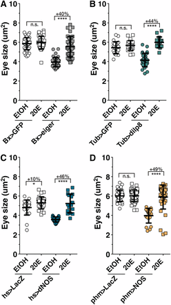 Imaginal disc growth restriction during the regeneration checkpoint is the result of reduced ecdysone signaling. Ecdysone levels are rate-limiting for imaginal disc growth during the regeneration checkpoint. 20-Hydroxyecdysone (20E) rescues growth restriction induced by (A) targeted wing damage (Bx > eiger), (B) systemic dilp8 misexpression (Tub > dilp8), (C) systemic NOS misexpression (hs > NOS), and (D) PG NOS overexpression (phm > NOS) compared to control ethanol fed only larvae (EtOH). Statistical analysis: mean ± SD. *P < 0.05 and ****P < 0.001 calculated by two-tailed Student’s t-test.