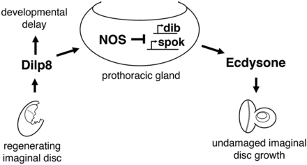 Model for allometric growth regulation during the regeneration checkpoint. Growth is coordinated between regenerating and undamaged imaginal discs through the PG. During the larval growth period, Dilp8 secreted from regenerating imaginal discs activates nitric oxide synthase in the prothoracic gland, inhibiting ecdysone biosynthesis and reducing undamaged imaginal disc growth. Dilp8-dependent developmental delay is produced through a NOS-independent mechanism.