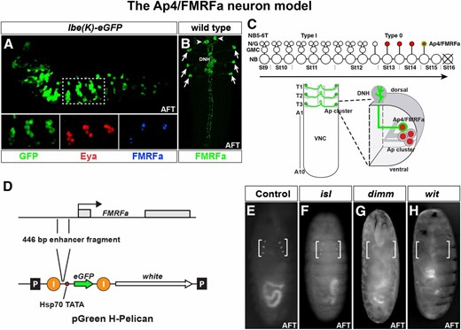 The lineage of thoracic neuroblast 5-6 and the Ap4/FMRFa neurons. (A) Expression of lbe(K)-eGFP reveals the NB5-6T lineage in the embryonic Drosophila VNC. In the three thoracic segments (T1–T3), the Ap clusters are generated at the end of the lineage and are identified here by Eya expression. The last-born cell, the Ap4/FMRFa neuron, is identified by FMRFa expression (lateral view, anterior left). (B) Expression of FMRFa in the developing Drosophila VNC stage AFT. FMRFa is expressed in the six Ap4/FMRFa cells in the three thoracic segments of the ventral nerve cord (arrows) and in the two SE2 cells (arrowheads) in the brain (dorsal view; anterior up). (C, top) Cartoon of the NB5-6T lineage progression. The early lineage is produced by nine rounds of type I divisions (NB > GMC > 2 postmitotic neurons/glia). At stage 12 there is a switch to type 0 division mode, and the five last neurons, including the Ap neurons, are born directly from the neuroblast. (C, bottom) The six Ap4/FMRFa neurons are depicted in the late embryonic VNC. Each Ap4/FMRFa neuron belongs to a group of four cells (five in T1), the Ap cluster, expressing the Ap gene. The Ap4/FMRFa neurons project axons to the midline and exit the VNC dorsally to innervate the DNH, where they receive critical input from the TGFb/BMP pathway. (D) Cartoon of the FMRFa gene and the eGFP Drosophila transformation vector pGreenH-Pelican. A 446-bp-long regulatory fragment that previously has been shown to drive FMRFa expression in Ap4/FMRFa neurons was cloned into the pGreenH-Pelican vector to drive eGFP expression. “I” denotes insulator sequences, and “P” the P-element 5′ and 3′ inverted repeats. (E–H) Live fluorescent microscopy images showing eGFP expression in Drosophila embryos at late embryonic stage with different genotypes to verify the validity of the reporter construct (ventral views). (E) In control, Ap4/FMRFa neurons are readily visible as six dots in late living embryos. (F) In isl mutants there is no effect on eGFP expression in the Ap4/FMRFa neurons compared to WT. (G and H) In dimm and wit mutants, there is a clear loss of eGFP expression.