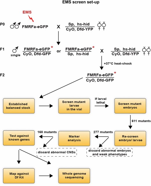 General outline of the fly crosses and the workflow used in the screen. Crosses are shown for the second chromosome. EMS-treated males were mated to hs-hid balancer virgin females, and F1 single males from this cross were again mated to hs-hid balancer virgin females. Heat-shocking the progeny directly produced balanced stocks where each single mutated chromosome could be further propagated. Living embryos and larvae where thereafter screened for eGFP expressions under a fluorescence microscope. A similar crossing scheme was used for the third chromosome, using hs-hid/TMB6B, Dfd-YFP. Outlined below is the subsequent flow of the screen.