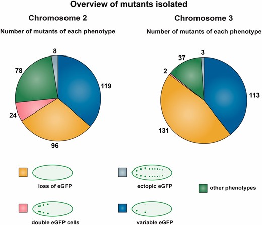 Overview of the five phenotypic categories identified. Phenotypic classes based upon FMRFa-eGFP expression among the identified mutants. From a total of 9781 mutant chromosomes, 325 and 286 mutants affecting FMRFa-eGFP expression were identified on the second and third chromosomes, respectively. The mutants were grouped into five categories based upon eGFP expression. The main part of the mutants showed none, weak, or variable eGFP expression. A small number of mutants (24 on the second chromosome and 2 on the third chromosome) instead expressed eGFP in an excess number of neurons. “Other phenotypes” refers to mutants with malformed embryos or other unspecific phenotypes.