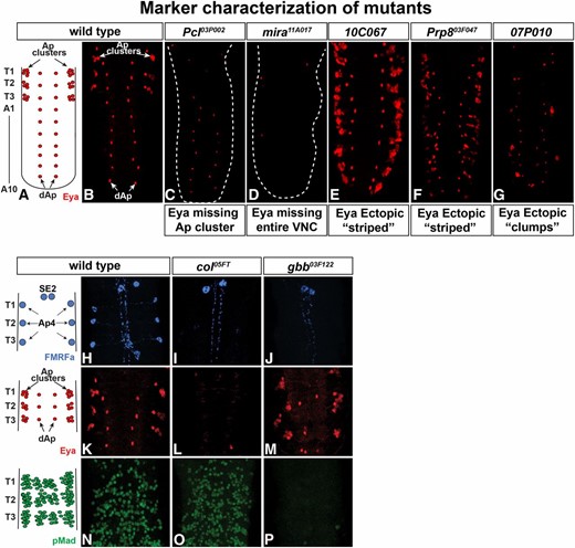 Aberrant Eya expression reveals different categories of mutants. (A and B) In wild type, Eya is expressed in the Ap cluster neurons in each thoracic hemi-segment, as well as in the two rows of dAp neurons. (C) One category of mutants, exemplified by Pcl03P002, displayed loss of Eya expression in Ap clusters, but unaffected Eya expression in the dAp neurons. (D) Another category, exemplified by mira11A017, displayed loss of Eya expression in the entire VNC. (E–G) Examples of mutants with additional Eya expression either in organized stripes (E and F) or in “clumps” (G). (H–P) Staining with antibodies to proFMRFa, Eya, and pMad further categorized mutants regarding Ap cluster specification and BMP/TGFb signaling. (H, K, and N) In wild type, FMRFa is expressed in the six Ap4/FMRFa cells in the ventral nerve cord and in the two SE2 cells the brain. Eya is expressed in the Ap neurons in each thoracic hemi-segment and in the dAp neurons. pMad is found throughout the VNC in motor neurons and susbsets of neuropeptide neurons, among them the Ap4/FMRFa neurons (Allan et al. 2003; Marques et al. 2003). (I, L, and O) The col05FT mutant shows no endogenous FMRFa expression in Ap cells, while expression in SE2 cells is unaffected. Eya expression is lost in the entire VNC, while pMad staining is unaffected. (J, M, and P) In the gbb03F122 mutant, FMRFa expression is lost in the Ap4 neurons but maintained in the SE2 cells. Eya is expressed in both the Ap clusters and the dAp neurons, while pMad is lost from the entire VNC.