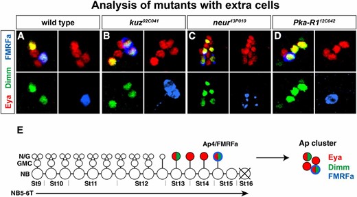 Expression of Ap cluster markers in wild type and in mutants with defects in Ap cluster composition. (A and E) In wild type, Eya identifies the four Ap cluster neurons and Dimm is expressed in the Ap4/FMRFa neurons and one additional peptidergic Ap cluster neuron, Ap1. (B) In kuz02C041, Eya, Dimm, and FMRFa are expressed in an excess number of neurons. (C) In neur13P010, Eya is expressed in up to 13 cells in each Ap cluster. Dimm and FMRFa are also ectopically expressed. (D) In Pka-R112C042, there is often one additional cell in the Ap cluster expressing Dimm.
