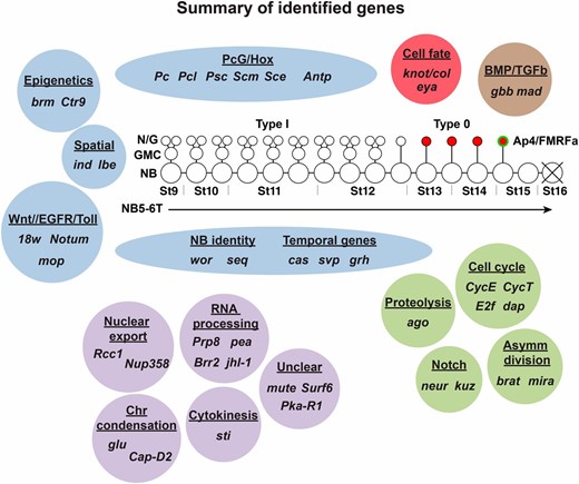 Summary of genes identified in the screen affecting the NB5-6T lineage. The NB5-6T lineage and the four Ap neurons (red) are depicted at the center with the Ap4/FMRFa cell (green). Based upon previous studies and gene category, we grouped most of the genes identified in the screen in broadly defined categories (blue): these include epigenetic factors, spatial cues, signaling cues, NB identity, and temporal cues, as well as PcG/Hox cues. Two genes are known to specify Ap4 cell fate (red), and two genes control TGFβ/BMP retrograde signaling (brown). Genes involved in cell cycle genes, proteolysis, asymmetric cell division, and Notch signaling (green) all play roles in controlling precise proliferation of NBs and daughters. The categorization of some genes identified requires further study (purple). These are genes involved in nuclear export, RNA processing, chromosome condensation, cytokinesis, and three genes (mute, Surf6, and Pka-R1) that are not readily categorized.