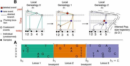 SMC′ hidden Markov model for inferring population size trajectories, drawn according to Rasmussen et al. (2014) to highlight notation specific to our study. (A) Observed sequence data in a segment of length L from five individuals. Three loci are shown delimited by recombination breakpoints b1 and b2. Only the derived mutations at polymorphic sites are shown. (B) Corresponding local genealogies gi for each locus i. The five sampled individuals are depicted as solid black circles. Local genealogies have a Markovian degree-1 dependency. Each intercoalescent time (the time interval between coalescent events denoted as open circles) provides information about past population size (number of solid gray circles at a given time point). Moving from left to right after recombination breakpoint b1, the pruning location p1 is selected from genealogy g0 and the pruned branch is regrafted back on the genealogy (solid blue circle). The coalescent event of g0 depicted as a solid red circle in g1 is deleted. This creates the next genealogy g1. The process continues until L. At L, the population size trajectory N(t) (depicted as a black curve superimposed on g2) can be inferred.