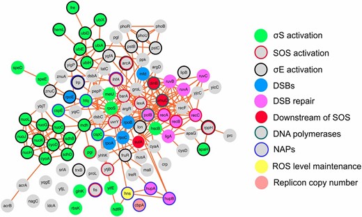 The updated mutagenic break-repair network with NAPs. Protein-protein interactions: CytoScape 3.0.2 software, unweighted force-directed layout (Saito et al. 2012), links from String 9.1 (Franceschini et al. 2013). Proteins that promote RpoS, RpoE, SOS activation, DSBs, and DSB repair are shown as solid green, black circle, red circle, solid cyan, and solid pink, respectively. Downstream of SOS, solid red; DNA polymerases, green circle; ROS level maintenance, solid yellow; replicon copy number, solid salmon; NAPs, blue circle; unknown function in MBR, solid gray (Gibson et al. 2015). This rendition includes the NAPs shown here to promote MBR, and the other proteins discovered to promote MBR after the initial description of the MBR network by Al Mamun et al. (2012): Mfd (Wimberly et al. 2013) and PhoB and PhoR (Gibson et al. 2015).