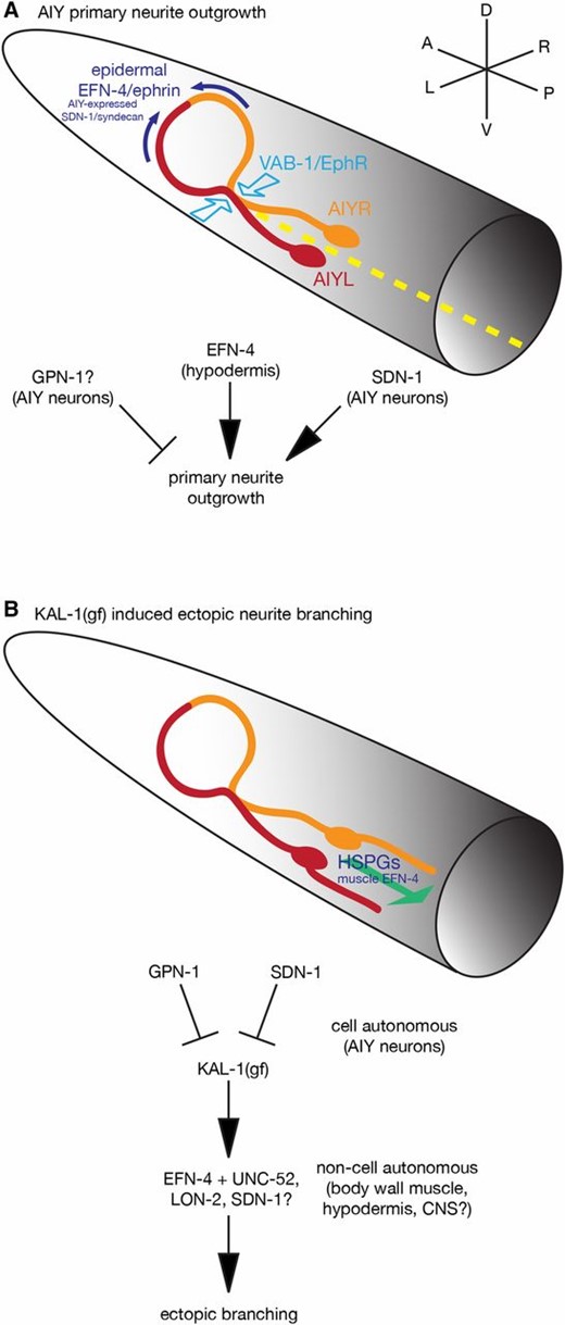 EFN-4 functions in concert with VAB-1 and HSPGs to shape AIY interneuron morphology in both wild-type and kal-1(gf) contexts. (A) Model summarizing the roles of EFN-4, SDN-1, and VAB-1 in promoting AIY interneuron primary neurite outgrowth. EFN-4, functioning non-autonomously from the epidermis, and SDN-1, functioning cell-autonomously in the AIY neurons, promote extension of the AIY primary neurites toward the dorsal midline but have no obvious roles in axon guidance. GPN-1 appears to function cell autonomously as a negative regulator of primary neurite outgrowth. VAB-1 has a minor role in nerve ring primary neurite extension but has a major role in driving AIYL/R contact in the ventral plexus. Whether VAB-1 is functioning cell autonomously in this process remains to be determined. The L1CAM LAD-2 may partially suppress EFN-4’s role in primary neurite outgrowth (not shown). Dashed yellow line illustrates the ventral midline. (B) kal-1(gf)-induced ectopic neurite branching is genetically distinct from primary neurite outgrowth. This phenotype is intrinsically cell autonomous, being driven from an integrated AIY-specific kal-1 overexpression array. EFN-4 is required, in part, to promote secondary neurite branching where it functions non-cell autonomously in the body-wall muscle. Ectopic branches can be found emanating from either the cell bodies or the ventral portion of the primary neurite (for clarity, only a cell body branch has been shown). HS plays a major role in kal-1(gf)-induced ectopic branching, as loss of any of the HS-modifying enzymes HST-2, HST-6, HSE-5, or SUL-1 strongly suppresses this phenotype. The roles of HSPG core proteins in this phenotype are complex. Overexpression experiments indicate that GPN-1 and SDN-1 likely function as cell-autonomous regulators of kal-1(gf) branching; SDN-1 promotes ectopic branching whereas GPN-1 inhibits branch outgrowth. unc-52; lon-2 double-mutant and sdn-1 gpn-1 lon-2 triple-mutant data, coupled with previously published expression data, suggest non-cell autonomous roles for LON-2 and UNC-52 in promoting axon branching and highlight the overlapping and partly redundant roles for HSPGs in this process. Whether loss of function on one HSPG core protein leads to longer HS branches on other core proteins is not known, but could provide a molecular explanation behind some of the core protein redundancy. Although our data indicate that no other HSPGs are involved, there may still be partly redundant roles for CLE-1/collagen XVIII or other cryptic HSPGs in this process.