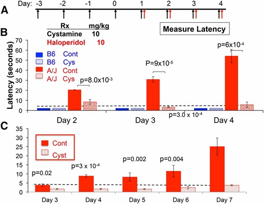 Cystamine coadministration prevents HIT. (A) In the prevention protocol, mice are first treated with cystamine (10 mg⋅kg−1⋅day−1 ip) for 4 days, followed by treatment with haloperidol (10 mg⋅kg−1⋅day−1 ip) and cystamine (10 mg⋅kg−1⋅day−1 ip). A control group of mice received only haloperidol. The haloperidol-induced latency is then measured after ≥2 days of haloperidol treatment in each group of mice. (B and C) Cystamine prevents HIT in A/J (B) and CSS10 (C) mice. The latency measured in C57BL/6 and A/J mice (B), or in CSS10 mice (C), on the indicated day of haloperidol treatment according to the prevention protocol is shown. Each bar represents the average ± SEM for three to four mice per strain, and the dashed horizontal line indicates the average pretreatment latency. Haloperidol increases the latency in A/J and CSS10 mice, but not in C57BL/6, mice. The calculated P-values for comparison of the cystamine-treated A/J (B) or CSS10 mice (C) and control groups are shown for each treatment day.