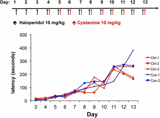 Cystamine cannot reverse HIT after it has been established. In the reversal protocol, A/J mice are first treated with haloperidol (10 mg⋅kg−1⋅day−1 ip) for 3 days and then with haloperidol (10 mg⋅kg−1⋅day−1 ip) ± cystamine (10 mg⋅kg−1⋅day−1 ip) on days 4–13. The haloperidol-induced latency is then measured on the indicated day in each group. A line connects the measurements made on the same mouse on different treatment days.