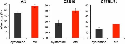 Cystamine administration reduces the infarct volume after ischemic injury in A/J, CSS10, and C57BL/6J mice. Male A/J, CSS10, and C57BL/6J mice were treated with cystamine (10 mg⋅kg−1⋅day−1 ip) (n = 5, 4, and 8 mice per group, respectively) or saline (n = 8, 4, and 7 mice per group, respectively) for 5 days. Then, 24 hr after MCA occlusion, whole brains were obtained to assess the infarct size. Each bar represents the average (± SEM) of the infarct size. The infarct size in the control group was significantly reduced by cystamine administration in A/J mice (56.8% vs. 44.0%, P = 0.01), CSS10 mice (50.1% vs. 27.5%, P = 0.02) and C57BL/6J mice (25.4% vs. 16.4%, P = 0.028).