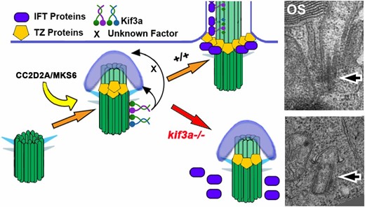 Summary of Kif3a protein function in photoreceptor ciliogenesis. Kif3a functions at very early stages of ciliogenesis by mediating the anchoring of the basal body to the apical surface. This occurs after the formation, either partial or complete, of the transition zone, but before the assembly of IFT particles. Electron micrographs show examples of wild-type and mutant photoreceptor basal bodies at the same magnification. Arrows point to the basal body. OS, outer segment.