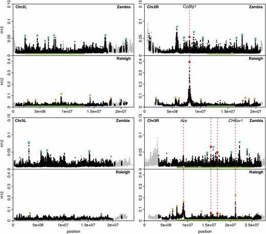 H12 scan in Zambian and Raleigh data. We performed an H12 scan in Zambian data with windows of size 801 SNPs downsampled to 401 SNPs and in Raleigh data with windows of size 401 SNPs. Each data point represents the H12 value calculated in an analysis window centered at that particular genomic position, with window centers separated by 50 SNPs. Gray points indicate regions on the autosomal arms with recombination rates lower than 0.5 cM/Mb (Comeron et al. 2012) excluded from our analysis. Green bars indicate common inversions. There are multiple overlapping inversions on chromosome 3R. Red, blue and yellow points highlight the top 25 H12 peaks in each respective scan relative to the median H12 value in the data. Red points indicate peaks that overlap both scans whereas blue and yellow points indicate peaks unique to Zambia and Raleigh, respectively. The three highest peaks in the Raleigh scan correspond to known cases of soft sweeps at Ace, CHKov1, and Cyp6g1. We also observed peaks at Ace and Cyp6g1 in the Zambian scan, but these did not rank as highly because the adaptive alleles at these loci were at lower frequencies at these sites. See Figure S5 for a higher-resolution H12 scan.