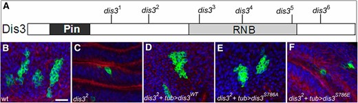 dis3 is required for cell proliferation. (A) Schematic representation of Dis3 protein showing relevant domains and locations of the six newly generated alleles (black lines). (B–F) Forty-eight-hour-old MARCM clones (green) of indicated genotype in wing discs stained for microfilaments (red) and DNA (blue). (B) Wild type: hsflp, UAS-GFP, tub-gal4/+; FRT82B tub-gal80/FRT82B. (C) dis32: hsflp, UAS-GFP, tub-gal4/+; FRT82B tub-gal80/FRT82b dis32. (D) dis32 + tub > dis3WT: UAS-dis3WT/hsflp, UAS-GFP, tub-gal4; FRT82B tub-gal80/FRT82B dis32. (E) dis32 + tub > dis3S786A. (F) dis32 + tub > dis3S786E are identical to dis32 + tub > dis3WT except that dis3S786A and dis3S786E take the place of dis3WT. Bar, 50 µm in B (A) The molecular nature of the dis3 alleles is as follows: dis31 (C866T and Q252X), dis32 (G1255A and W360X), dis33 (C1624T and C483X), dis34 (T2043A and L623X), dis35 (C2591T and P787L), and dis36 (G2861A; disrupts splice site at amino acid 858).