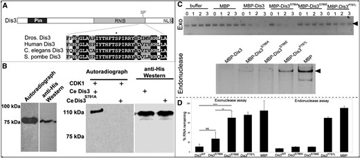 CDK1 phosphorylates Dis3 in vitro and inhibits its exonuclease activity. (A) Schematic representation of Dis3 with relevant protein domains indicated. Alignment of a portion of the catalytic region of Dis3’s RNA exonuclease domain with the predicted CDK1 phosphorylation site (SP) marked by *. (B) In vitro kinase assays showing that CDK1 phosphorylates a 75-kDa C-terminal form of Drosophila Dis3 (left) and a full-length 110-kDa form of C. elegans Dis3WT but not Dis3S791A (right); in both panels, the anti-His Western blot shows protein loading of the 75-kDa C-terminal form of Drosophila Dis3, and the 110-kDa full-length forms of C. elegans Dis3. All assays were repeated at least three times. (C, top) Exonuclease activity of indicated forms of full-length Drosophila Dis3 acting on a 96-bp RNA substrate (arrowhead) as a function of time (in hours). Exonuclease assays were performed in the presence of buffer alone, maltose binding protein (MBP), or MBP fusions of the indicated forms of Dis3. (Bottom) Endonuclease activity of indicated forms of Dis3 acting on a circular 461-bp RNA molecule (arrowhead). (D) A graph quantifying three independent exonuclease assays and four independent endonuclease assays (bottom). Error bars indicate 95% confidence intervals. ** P < 0.01; ****P < 0.0001.