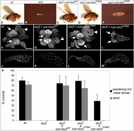 Dis3 phosphorylation inhibits Dis3 function in vivo. (A–E) Terminal phenotype of flies of indicated genotype. (F–I) Images of the larval brain/CNS (arrows) and imaginal disc complexes (arrowheads) and (J–M) salivary glands from third instar larvae of indicated genotype. (N) Graph of percent survival of flies of indicated genotype to wandering late third instar stage (black) or adulthood (gray). In A–I, wild type: FRT2A FRT82B; dis3−: dis31/dis32; dis3− + tub > dis3WT: UAS-dis3WT/+; tub-gal4 dis31/dis32; dis3− + tub > dis3S786A: UAS-dis3S786A/+, tub-gal4 dis31/dis32; and dis3− + tub > dis3S786E: UAS-dis3S786E/+; tub-gal4 dis31/dis32. Error bars indicate 95% confidence intervals. Bars, 1 mm in A–E and 200 µm in F–M.