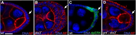 Reduction of Dis3 function promotes tissue growth. (A–D) High magnification views of the posterior portion of Drosophila egg chambers from wild-type (A and C), dis3P/Df(3R)BSC638 mutant (B), and grk2B/grk3; dis3P/dis32 mutant (D) females stained for DNA (blue; B–E), microfilaments (red; A, B, and D), and dpERK (green; C). Arrows point to posterior follicle cells. Bar, 10 μm.