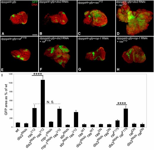Dis3 and the Ras–ERK pathway genetically interact to drive tissue overgrowth. (A–H) Low magnification views of eye-antennal imaginal discs in which GFP (green) and the indicated UAS-linked transgenes (e.g., dis3RNAi) were driven under the control of dpp-GAL4. DNA is shown in red. Bar, 100 µm. (I) Graph showing the total area of GFP-expressing cells in eye imaginal discs in which the indicated transgenes and GFP were driven by dpp-GAL4 relative to the total area of GFP+ tissue in eye-antennal imaginal discs of dpp-GAL4/UAS-GFP flies. rasDN: ras dominant negative; rafDN: raf dominant negative. ****P-value < 1 × 10−10; N.S., not significant. Quantification assays were performed on eye-antennal discs taken from female larvae. N ≥ 7 for each genotype in I. Error bars indicate 95% confidence intervals.