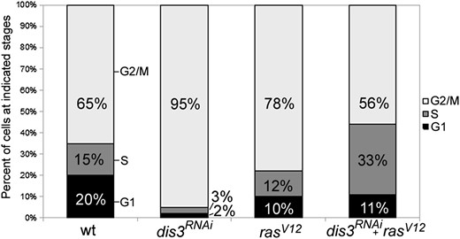 dis3 and ras cooperate to accelerate cells through the G2/M phase. Graph shows the relative percentage of cells of the indicated genotype in the G1, S, and G2/M phases of the cell cycle. All analysis was conducted on wing imaginal discs obtained from late wandering third instar larvae heterozygous for MS1096-GAL4, UAS-CFP::E2F, UAS-VenusNLS::CycB, and the indicated UAS-linked dis3RNAi and/or rasV12 transgenes.