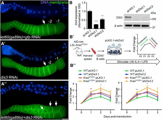 Reduction of dis3 function enhances cell proliferation in mice. (A) dis3 and ras interact in the C. elegans germ line. Proximal region of C. elegans germ lines of indicated genotypes labeled for DNA (blue) and cell membranes (green). (A) Attenuated germ-line-specific RNAi of dis3 in an rrf-1pk1417 background yields oocytes (arrow) of wild-type size and morphology; the rrf-1 mutant prevents RNAi in the soma but not the germ line (Sijen et al. 2001). (A′) At permissive temperature, germ lines of let-60/rasga89ts worms also exhibit wild-type oocyte size and morphology. (A′′) At permissive temperature, reduction of dis3 function in the let-60/rasga89ts background leads to a small oocyte phenotype. Bar, 20 μm. (B) dis3 knockdown drives hyper-proliferation of murine splenic naive B cells. (B) Validation of shRNAs targeting murine Dis3 mRNA by qPCR and immunoblot of DIS3 in Arf−/− mouse embryonic fibroblasts transduced with empty pLKO.1 or one of two shDis3 constructs. 18S was used for qPCR normalization, and β-actin as a loading control for immunoblots. (B′) Outline of experimental approach. CD43− splenic naive B cells were isolated from KaLwRij AID-Cre; LSL-KrasG12D/+ or AID-Cre; LSL-Kras+/+ spleens and stimulated with IL-4 and LPS for 24 hr. Cells were then transduced and cell numbers counted on successive days. (B′′) Growth curves of AID-Cre; LSL-Kras+/+ and AID-Cre; LSL-KrasG12D/+ CD43− splenic B cells transduced with empty pLKO.1 or one of two shDis3 constructs (n = 3). Asterisks in B′′ correspond to Dis3 knockdown in Kras+/+ cells vs. empty vector control in the same background. Error bars indicate SEM. *P < 0.05, **P < 0.005, ***P < 0.0005, using Student’s t-test.