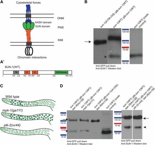 SUN-1 oligomerization is disrupted in the absence of cc regions. (A) Current model of the nuclear membrane-spanning LINC complex based on structural data from mammalian SUN2 (see Introduction). SUN-protein trimers recruit three KASH proteins and thereby form a (hetero) hexameric complex. INM, inner nuclear membrane; ONM, outer nuclear membrane; PNS, perinuclear space. (A’) Schematic drawing of the domains of wild-type SUN-1. CC, coiled-coil domains; TM, transmembrane domain. (B) Western blot of GFP pull-downs in wild type and the SUN-1(Δ158–235) mutant. Arrow, the GFP-tagged SUN-1 protein, ∼100 kDa; arrowhead, endogenous SUN-1, 60 kDa. The latter band is missing when the cc regions are deleted. (C) Schematic diagrams of SUN-1 distribution in different mutant backgrounds and wild type. (D) Western blot of GFP pull-down in wild type and different mutant backgrounds. Arrow, 100-kDa SUN-1(WT)::GFP: band; arrowhead, 60-kDa endogenous SUN-1 band. SUN-1 self-interaction occurs at all stages of meiosis. SUN-1(WT) lysate was used as a control to identify the endogenous SUN-1 protein band.