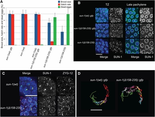 Deletion of the cc motifs reduces embryo viability but does not affect formation of a functional LINC complex in early prophase I. (A) Brood size, hatch rate, and the number of dead eggs for each genotype were counted throughout the life span of the hermaphrodite worm Psun-1(wt)::gfp; sun-1(ok1282) V, n = 14; Psun-1(Δ 158-235)::gfp II; sun-1(ok1282) V, n = 13; sun-1(wt), n = 10; Psun-1(Δ158-235) II; sun-1(ok1282) V, n = 10. The brood size of mutants was normalized to that of the wild type (100%). Bars represent SEM. The drop in brood size and hatch rate is significant in both mutants (two-tailed t-test, P < 0.0001). (B) Magnified images showing SUN-1 distribution in wild type and mutants lacking both cc regions (DAPI, blue; SUN-1, green). Note the formation of SUN-1 aggregates in the TZ of all genotypes. Bar 10 µm. (C) DAPI (blue), SUN-1 (green), and ZYG-12 (red) staining shows ZYG-12 recruitment to SUN-1 aggregates in the TZ in the wild type and mutant. Bar, 10 µm. (D) Representative displacement tracks of SUN-1 aggregates representing chromosome end movement over 3 min in wild-type and mutant nuclei. Wild type n = 9 and mutant n = 14 nuclei. Bar, 2 µm.